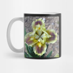 Yellow Bearded Iris Closeup Mug